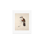 White-crested laughingthrush by Elizabeth Gould, 1831 Art Print Gallery Image 1