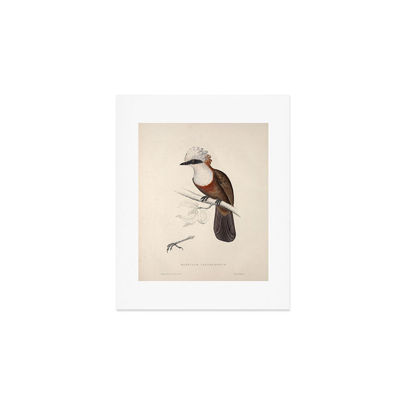 White-crested laughingthrush by Elizabeth Gould, 1831 Art Print Gallery Image 1