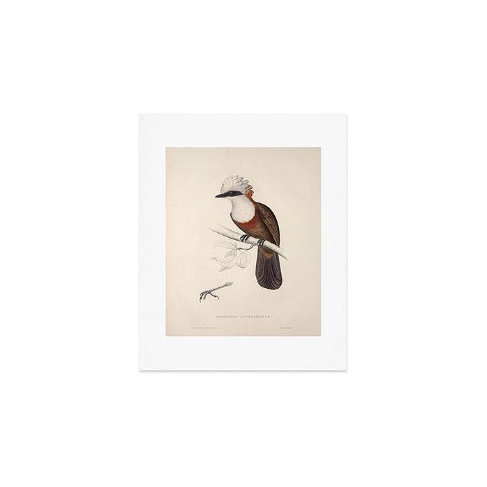 White-crested laughingthrush by Elizabeth Gould, 1831 Art Print Gallery Image 1