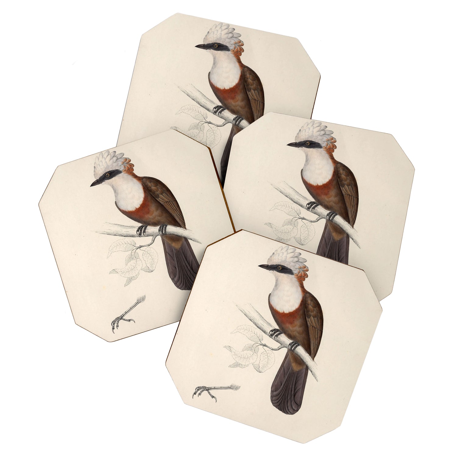 White-crested laughingthrush by Elizabeth Gould, 1831 Coaster Gallery Image 1