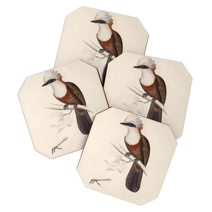 White-crested laughingthrush by Elizabeth Gould, 1831 Coaster Gallery Image 1
