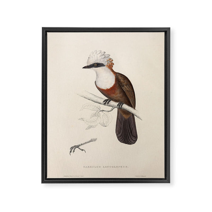 White-crested laughingthrush by Elizabeth Gould, 1831 Framed Canvas Print Gallery Image 1