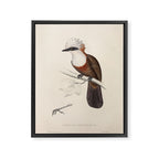 White-crested laughingthrush by Elizabeth Gould, 1831 Framed Canvas Print Gallery Image 6