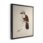 White-crested laughingthrush by Elizabeth Gould, 1831 Framed Canvas Print Gallery Image 2