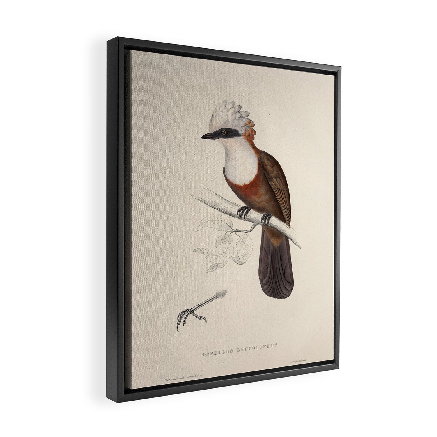 White-crested laughingthrush by Elizabeth Gould, 1831 Framed Canvas Print Gallery Image 2