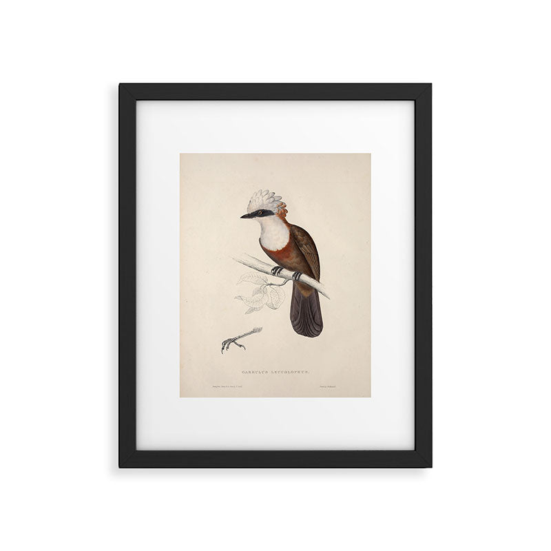 White-crested laughingthrush by Elizabeth Gould, 1831 Framed Art Print Gallery Image 5