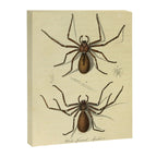 "White-Jointed Spider" by Sarah Stone, 1790 Canvas Print Gallery Image 6