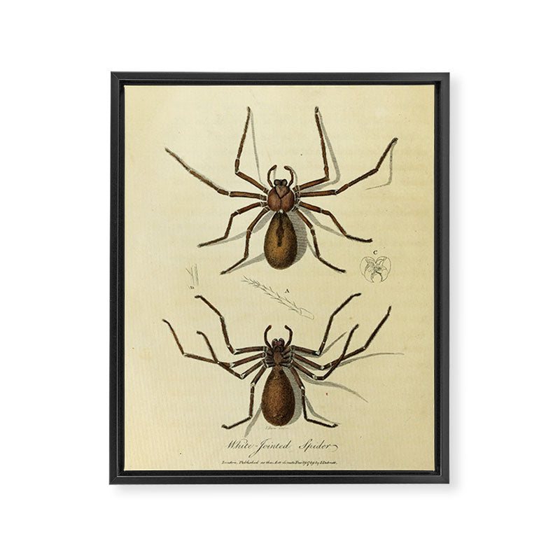 "White-Jointed Spider" by Sarah Stone, 1790 Framed Canvas Print Gallery Image 6
