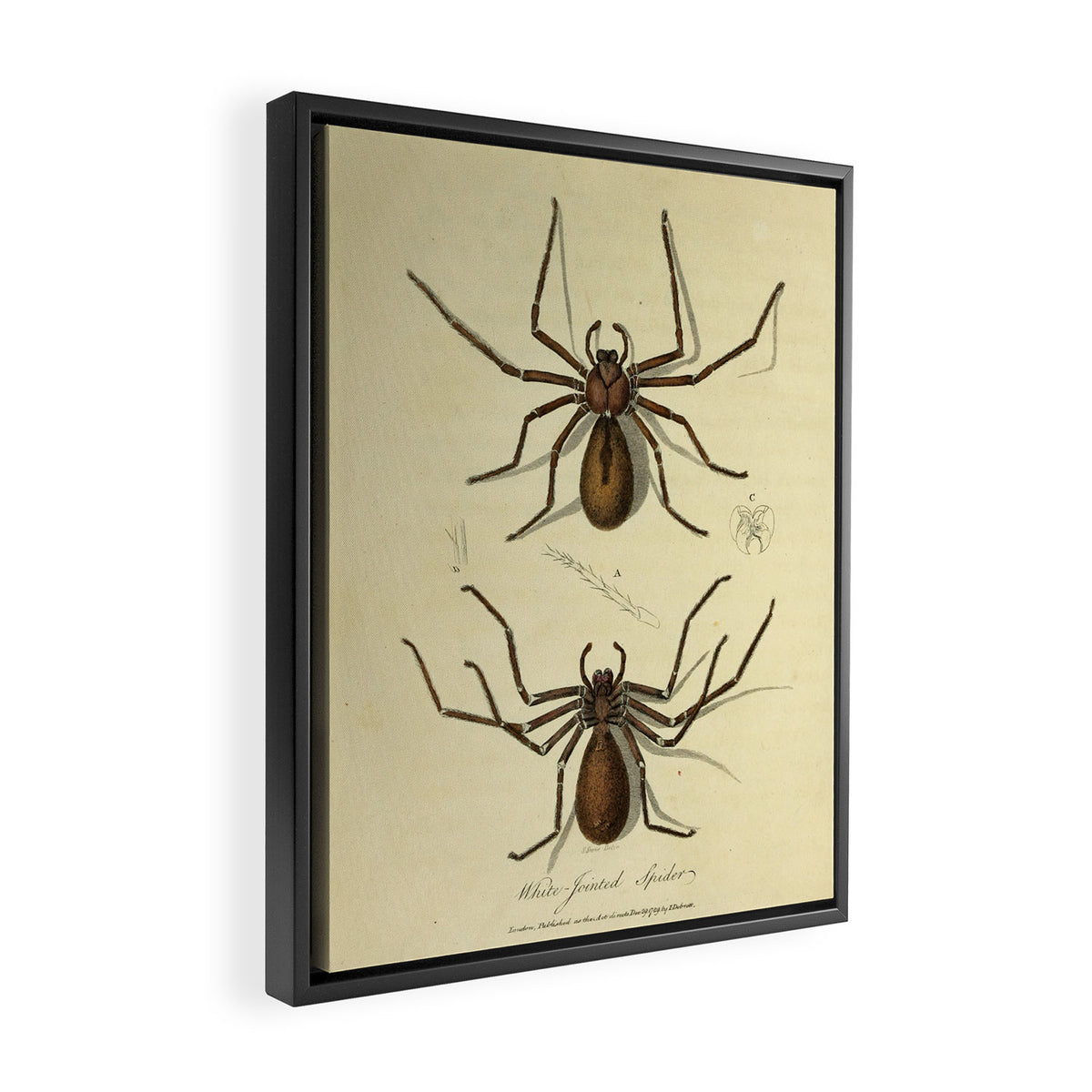 "White-Jointed Spider" by Sarah Stone, 1790 Framed Canvas Print Gallery Image 2