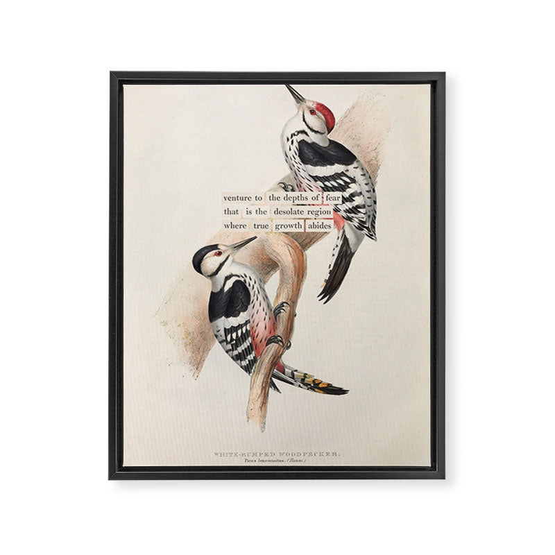 White-rumped Woodpecker Divination from # An Almanac of Birds # Divinations for Uncertain Days Framed Canvas Print Gallery Image 6
