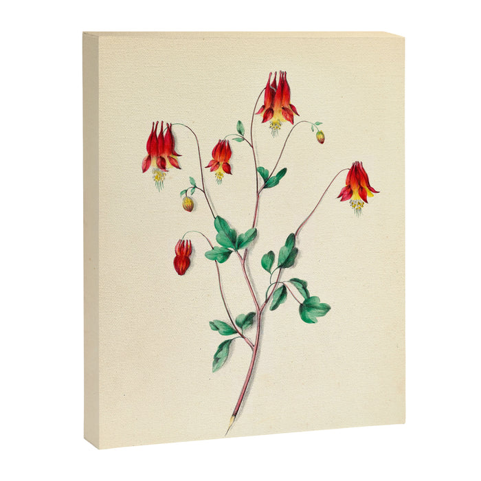  Wild Columbine by Clarissa Munger Badger, 1859 (benefitting The Nature Conservancy) Canvas Print Gallery Image 1
