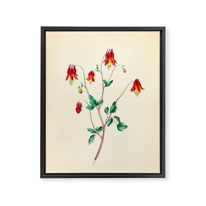  Wild Columbine by Clarissa Munger Badger, 1859 (benefitting The Nature Conservancy) Framed Canvas Print Gallery Image 1