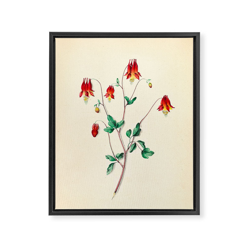  Wild Columbine by Clarissa Munger Badger, 1859 (benefitting The Nature Conservancy) Framed Canvas Print Gallery Image 6