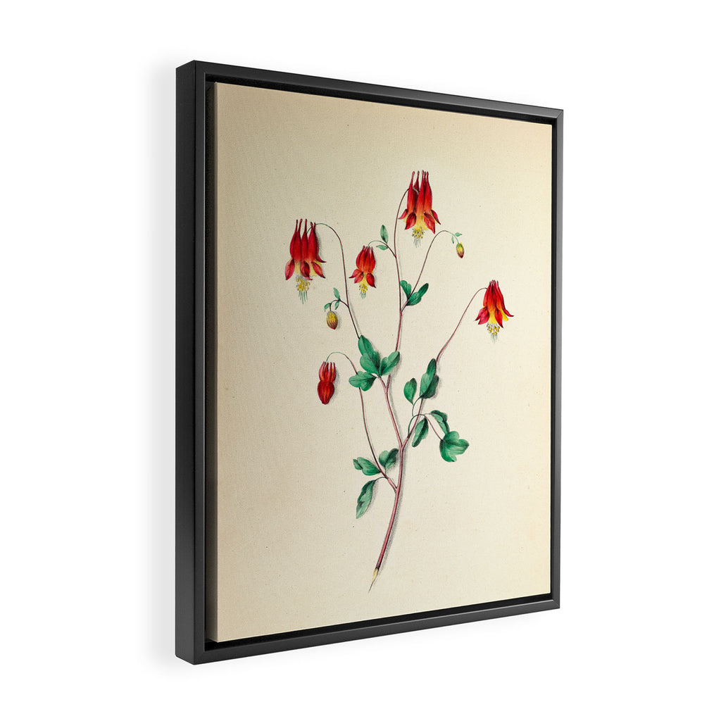  Wild Columbine by Clarissa Munger Badger, 1859 (benefitting The Nature Conservancy) Framed Canvas Print Gallery Image 2