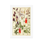 Wildflowers from "Rocky Mountain Flowers" (1914) by Edith Clements (benefitting The Nature Conservancy) Art Print Gallery Image 1