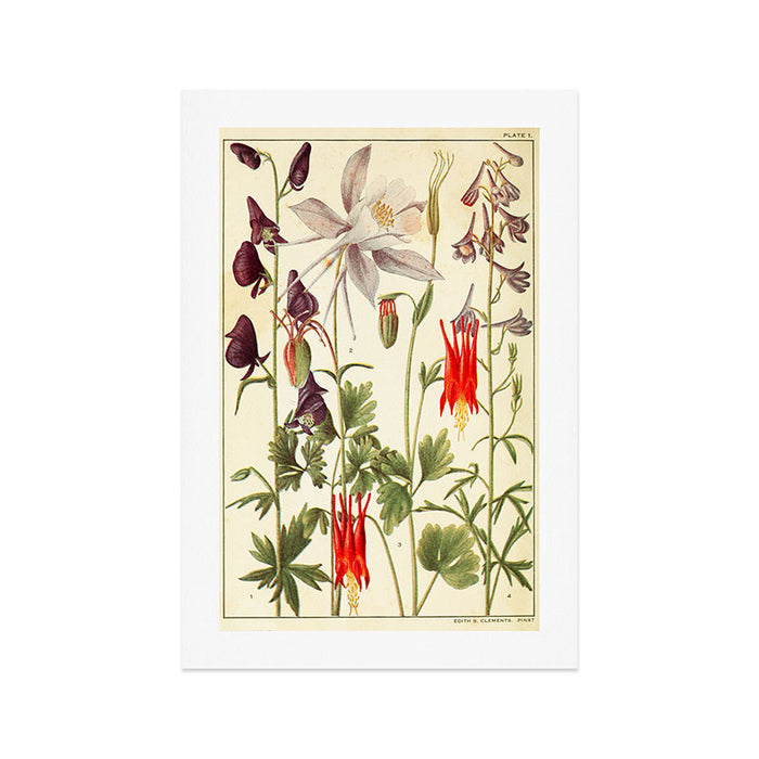 Wildflowers from "Rocky Mountain Flowers" (1914) by Edith Clements (benefitting The Nature Conservancy) Art Print Gallery Image 1
