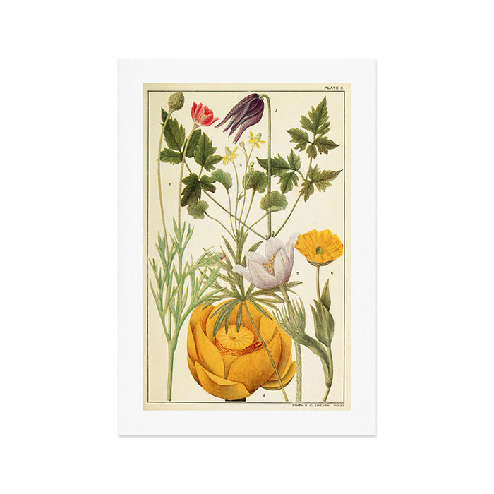 Wildflowers from "Rocky Mountain Flowers" (1914) by Edith Clements (benefitting The Nature Conservancy) Art Print Gallery Image 1