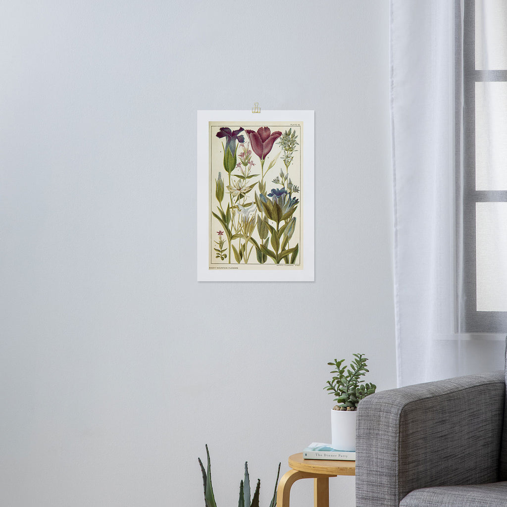 Wildflowers from "Rocky Mountain Flowers" (1914) by Edith Clements (benefitting The Nature Conservancy) Art Print Gallery Image 3