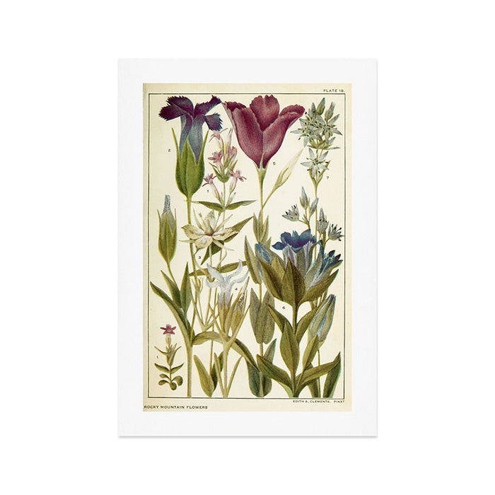 Wildflowers from "Rocky Mountain Flowers" (1914) by Edith Clements (benefitting The Nature Conservancy) Art Print Gallery Image 1