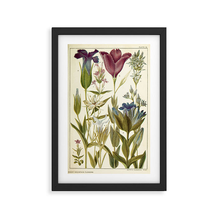 Wildflowers from "Rocky Mountain Flowers" (1914) by Edith Clements (benefitting The Nature Conservancy) Framed Art Print Gallery Image 1