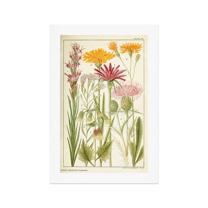Wildflowers from "Rocky Mountain Flowers" (1914) by Edith Clements (benefitting The Nature Conservancy) Art Print Gallery Image 1