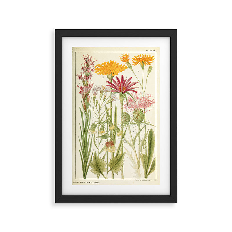 Wildflowers from "Rocky Mountain Flowers" (1914) by Edith Clements (benefitting The Nature Conservancy) Framed Art Print Gallery Image 2