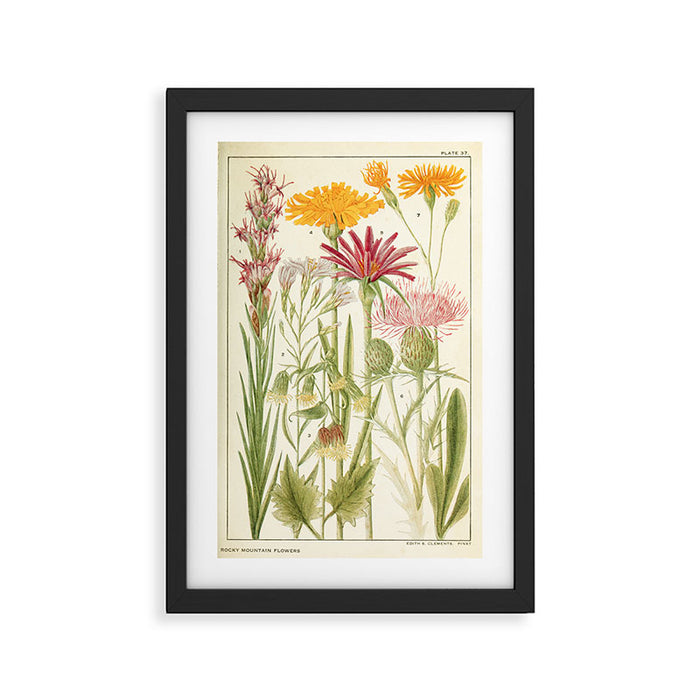 Wildflowers from "Rocky Mountain Flowers" (1914) by Edith Clements (benefitting The Nature Conservancy) Framed Art Print Gallery Image 1