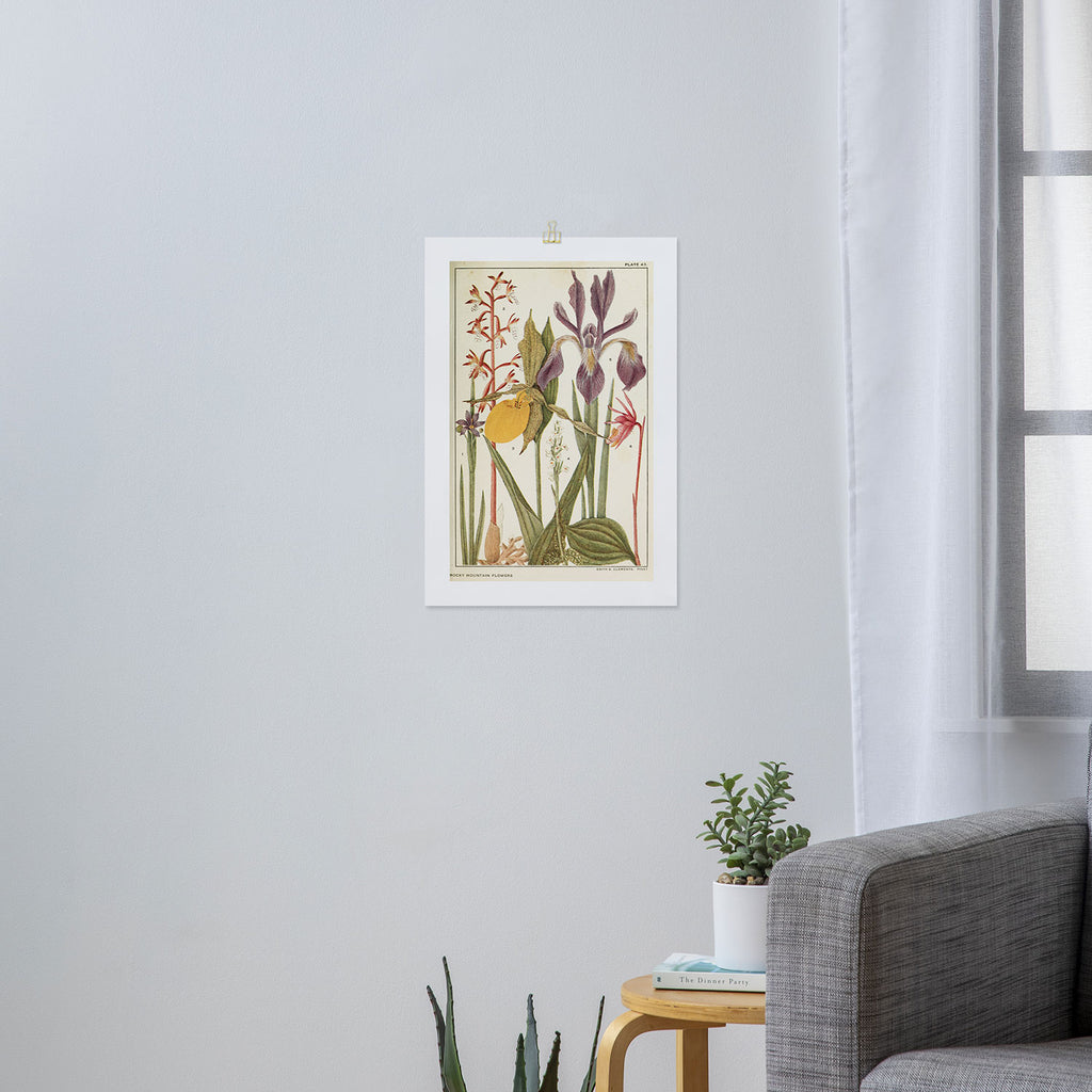 Wildflowers from "Rocky Mountain Flowers" (1914) by Edith Clements (benefitting The Nature Conservancy) Art Print Gallery Image 3