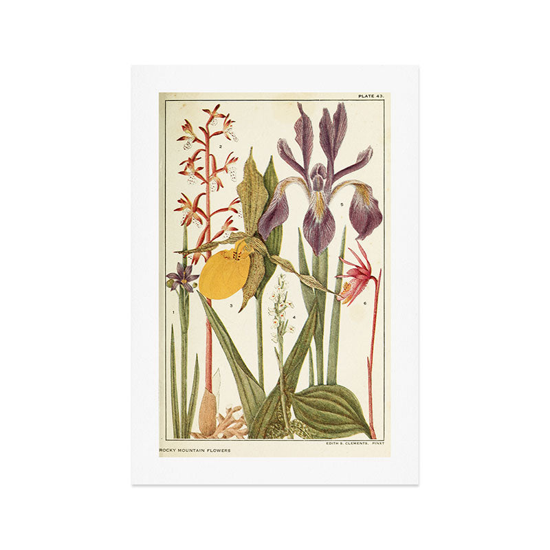 Wildflowers from "Rocky Mountain Flowers" (1914) by Edith Clements (benefitting The Nature Conservancy) Art Print Gallery Image 1