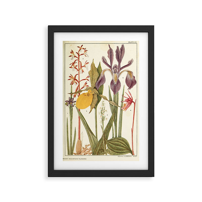 Wildflowers from "Rocky Mountain Flowers" (1914) by Edith Clements (benefitting The Nature Conservancy) Framed Art Print Gallery Image 2
