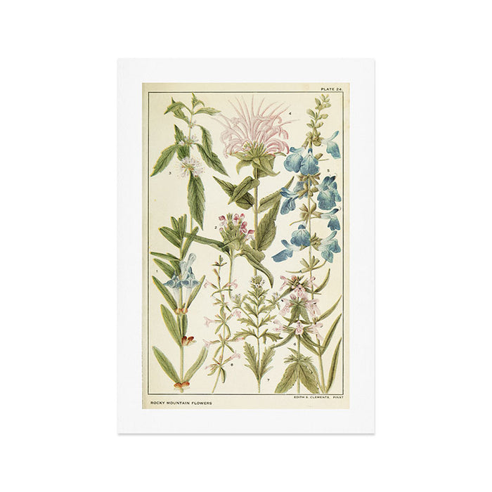 Wildflowers from "Rocky Mountain Flowers" (1914) by Edith Clements (benefitting The Nature Conservancy) Art Print Gallery Image 1