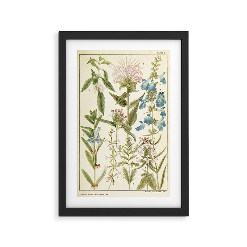 Wildflowers from "Rocky Mountain Flowers" (1914) by Edith Clements (benefitting The Nature Conservancy) Framed Art Print Gallery Image 2