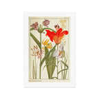 Wildflowers from "Rocky Mountain Flowers" (1914) by Edith Clements (benefitting The Nature Conservancy) Art Print Gallery Image 1