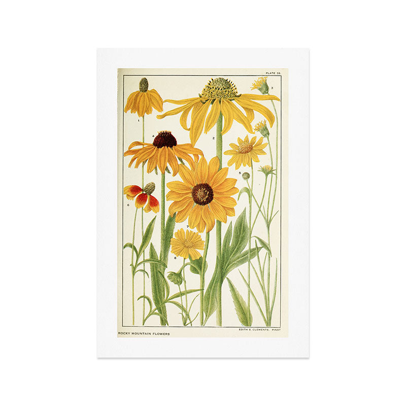 Wildflowers from "Rocky Mountain Flowers" (1914) by Edith Clements (benefitting The Nature Conservancy) Art Print Gallery Image 1