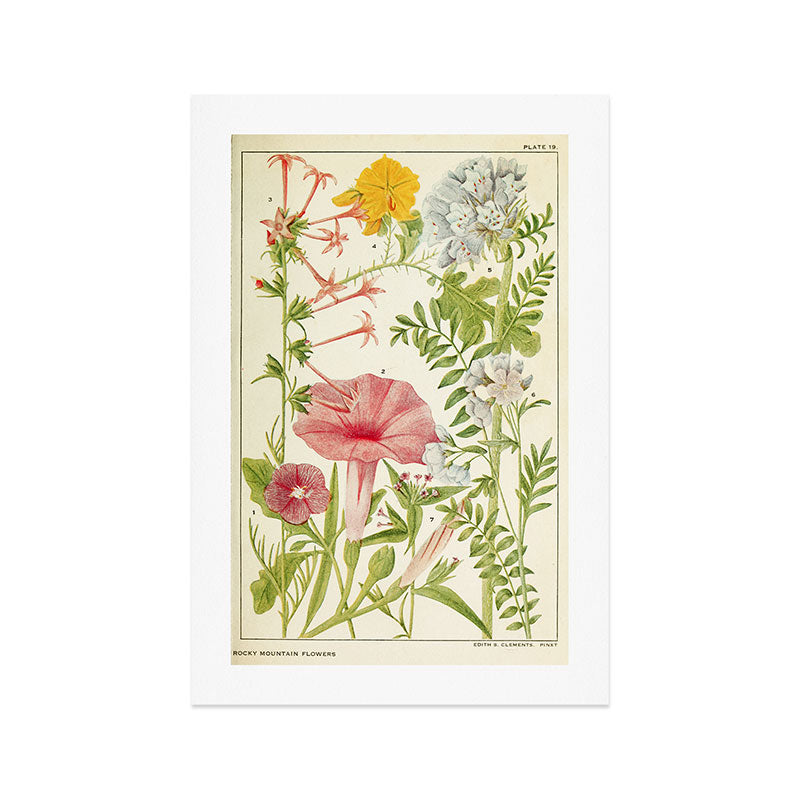 Wildflowers from "Rocky Mountain Flowers" (1914) by Edith Clements (benefitting The Nature Conservancy) Art Print Gallery Image 1