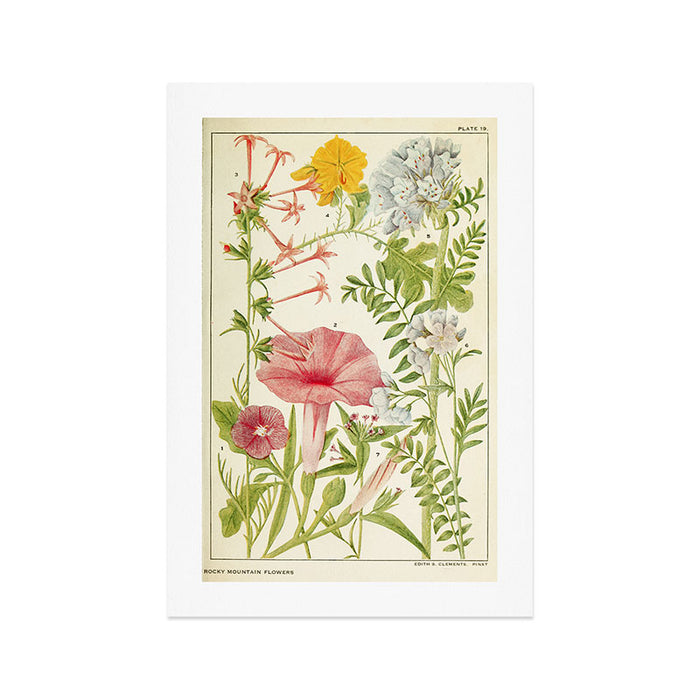 Wildflowers from "Rocky Mountain Flowers" (1914) by Edith Clements (benefitting The Nature Conservancy) Art Print Gallery Image 1