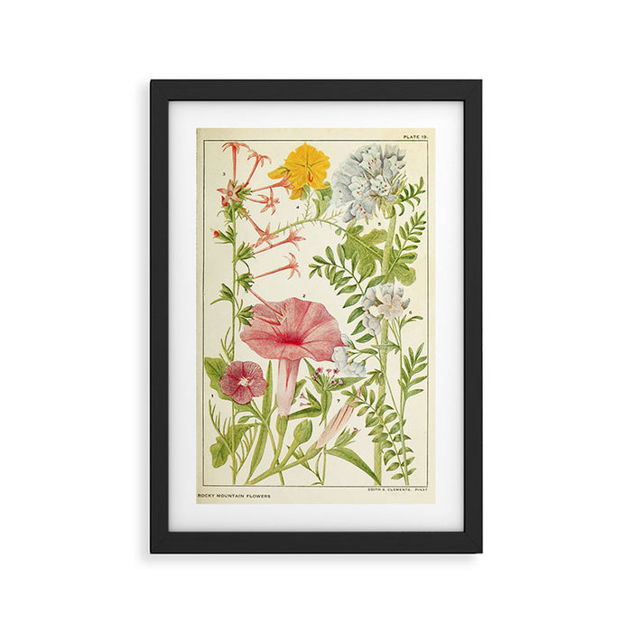 Wildflowers from "Rocky Mountain Flowers" (1914) by Edith Clements (benefitting The Nature Conservancy) Framed Art Print Gallery Image 1