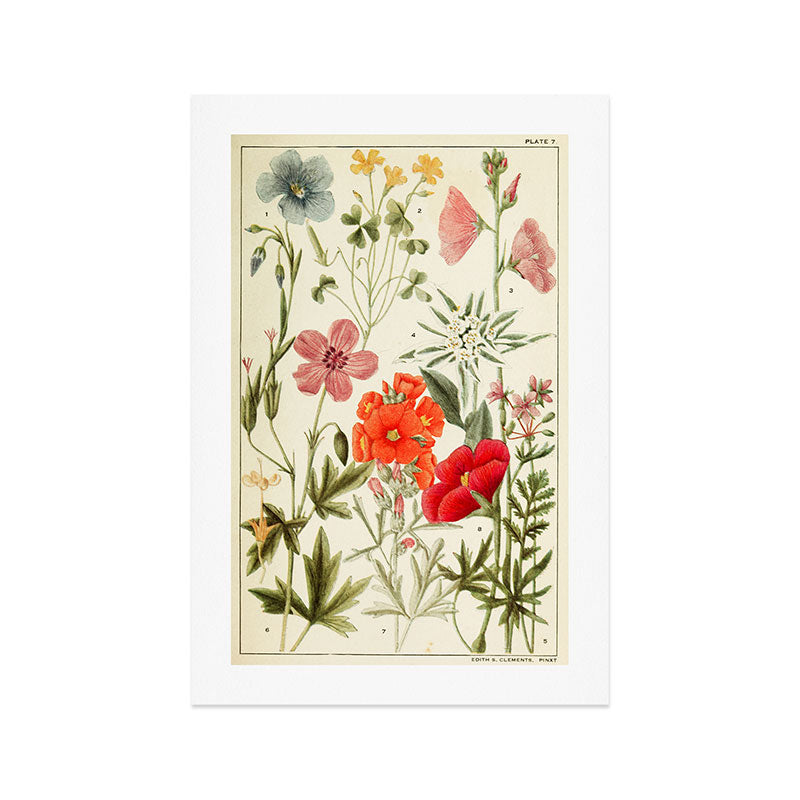 Wildflowers from "Rocky Mountain Flowers" (1914) by Edith Clements (benefitting The Nature Conservancy) Art Print Gallery Image 1