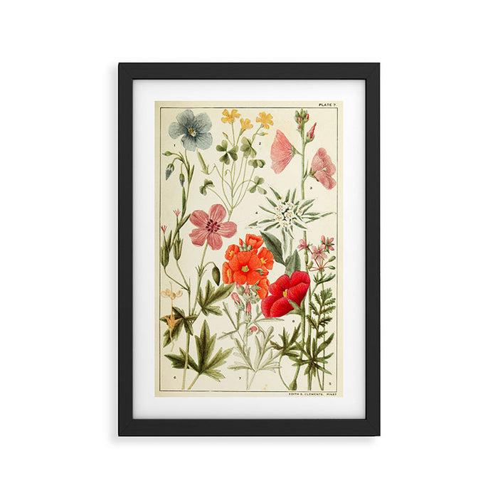 Wildflowers from "Rocky Mountain Flowers" (1914) by Edith Clements (benefitting The Nature Conservancy) Framed Art Print Gallery Image 1