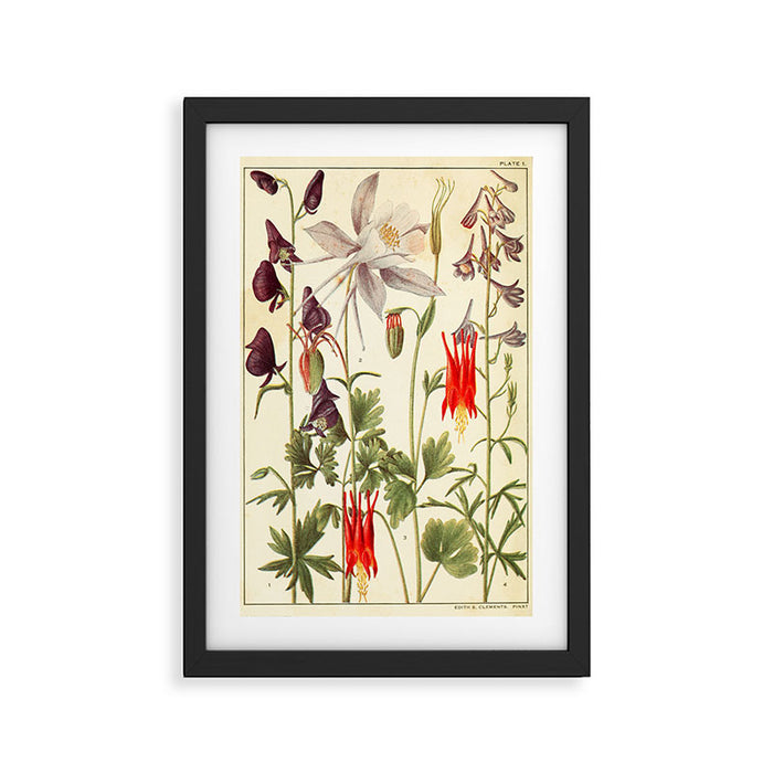 Wildflowers from "Rocky Mountain Flowers" (1914) by Edith Clements (benefitting The Nature Conservancy) Framed Art Print Gallery Image 1