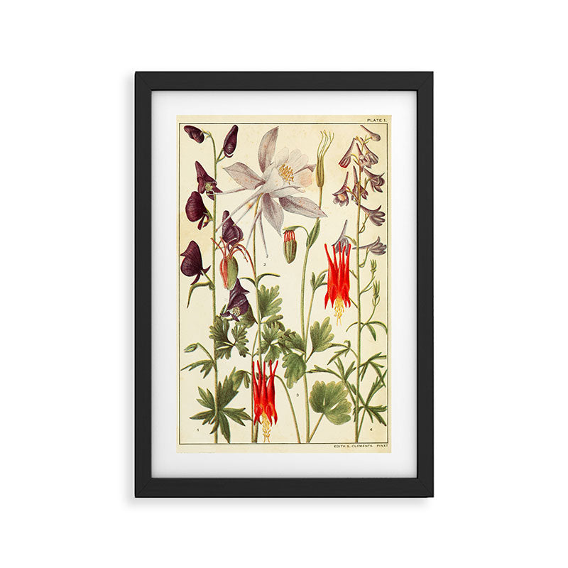 Wildflowers from "Rocky Mountain Flowers" (1914) by Edith Clements (benefitting The Nature Conservancy) Framed Art Print Gallery Image 2