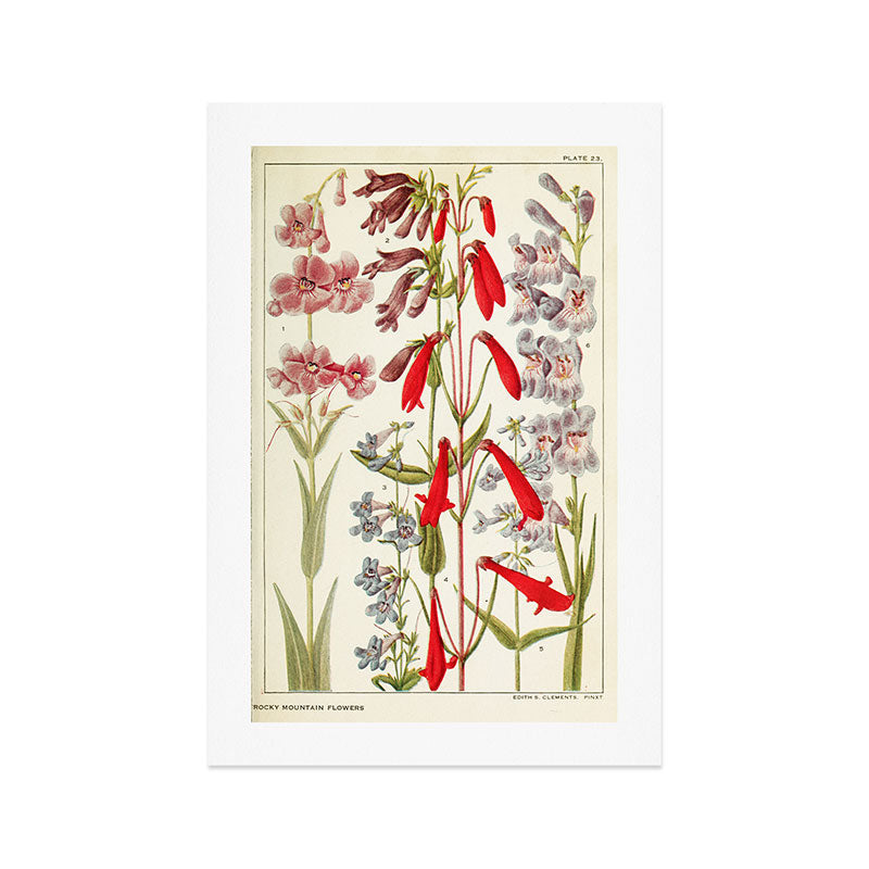 Wildflowers from "Rocky Mountain Flowers" (1914) by Edith Clements (benefitting The Nature Conservancy) Art Print Gallery Image 1