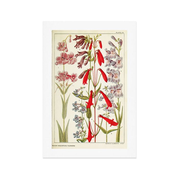 Wildflowers from "Rocky Mountain Flowers" (1914) by Edith Clements (benefitting The Nature Conservancy) Art Print Gallery Image 1