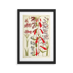Wildflowers from "Rocky Mountain Flowers" (1914) by Edith Clements (benefitting The Nature Conservancy) Framed Art Print Gallery Image 2