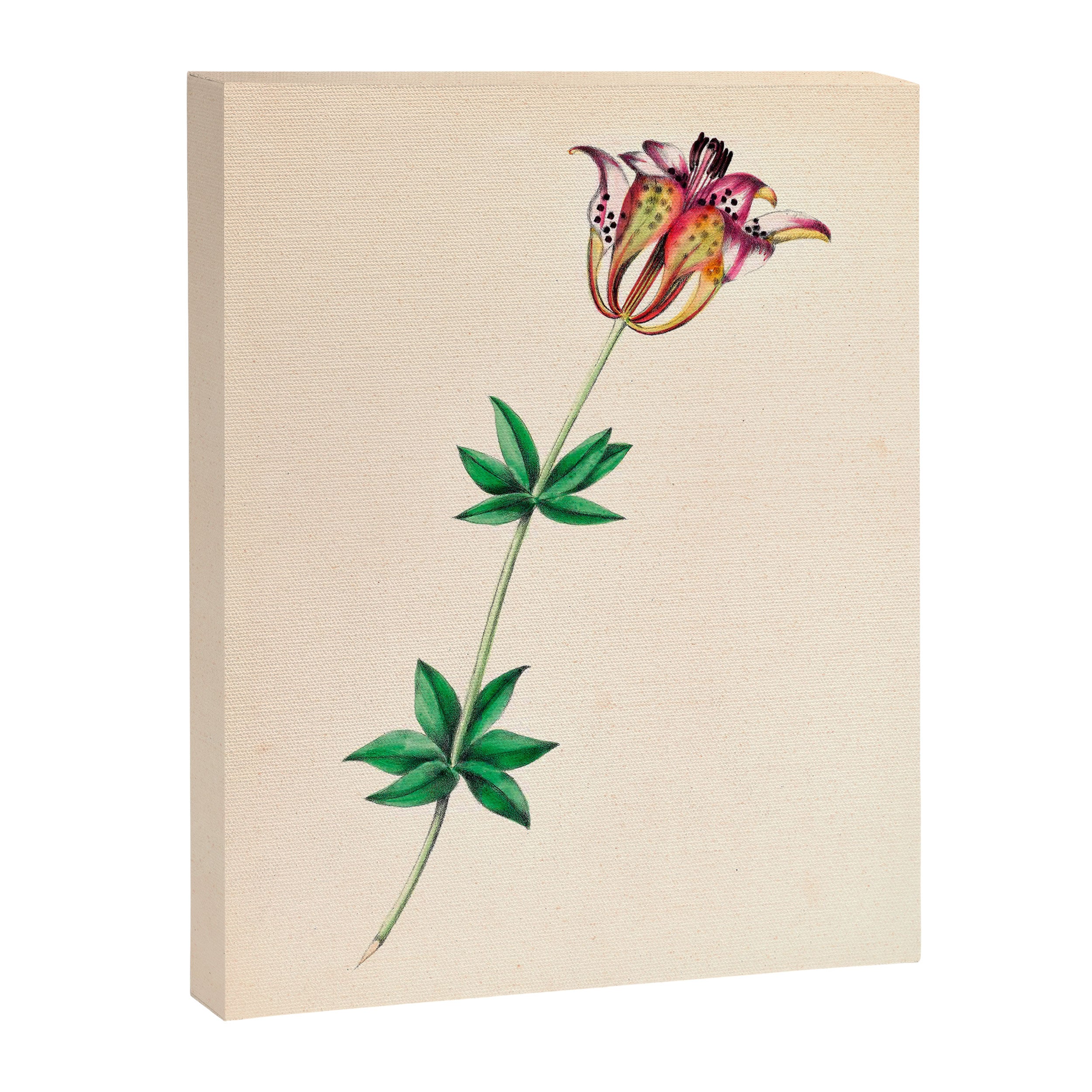  Wood lily by Clarissa Munger Badger, 1859 (benefitting The Nature Conservancy) Canvas Print Gallery Image 6