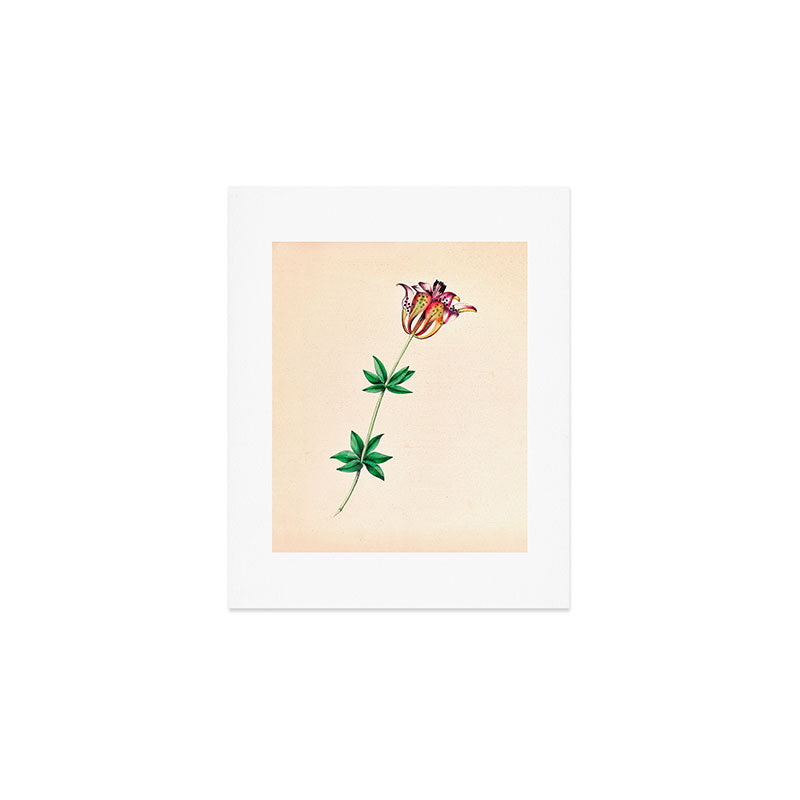  Wood lily by Clarissa Munger Badger, 1859 (benefitting The Nature Conservancy) Art Print Gallery Image 1
