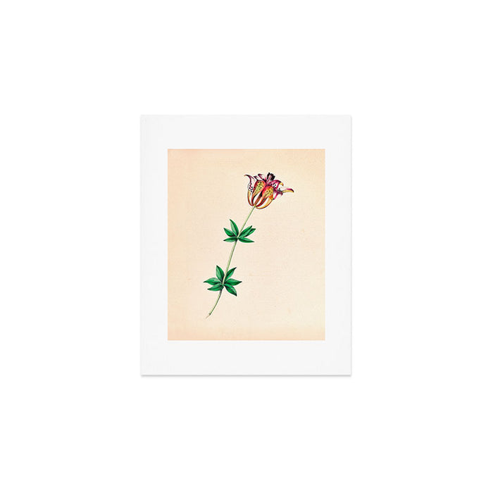  Wood lily by Clarissa Munger Badger, 1859 (benefitting The Nature Conservancy) Art Print Gallery Image 1