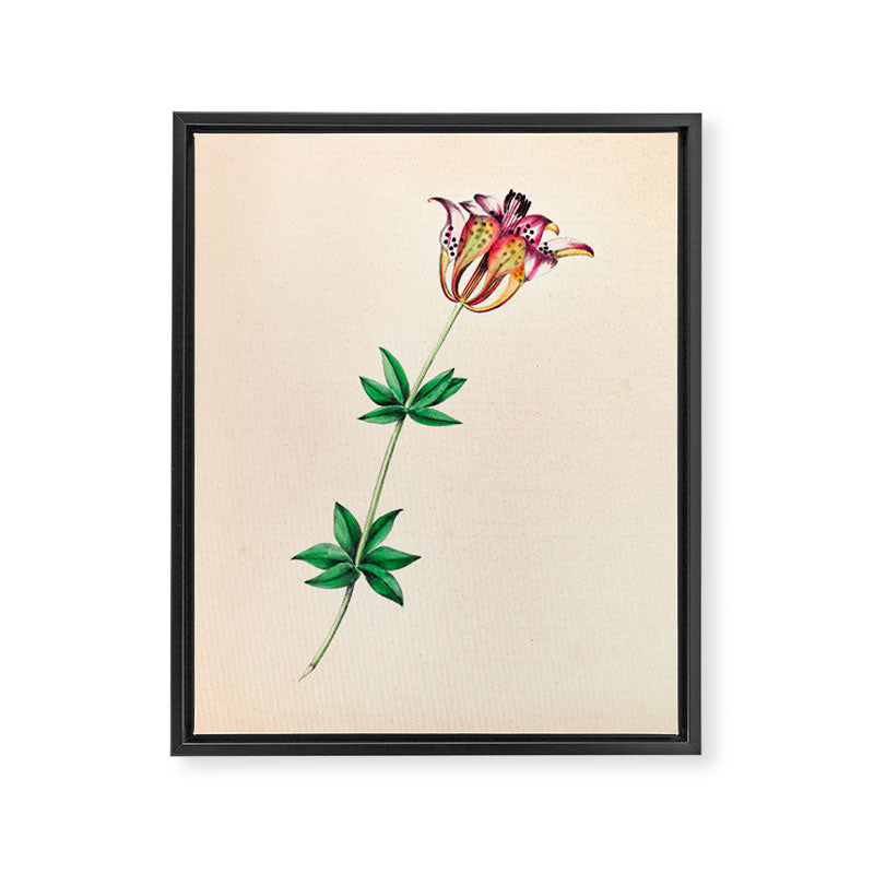  Wood lily by Clarissa Munger Badger, 1859 (benefitting The Nature Conservancy) Framed Canvas Print Gallery Image 6
