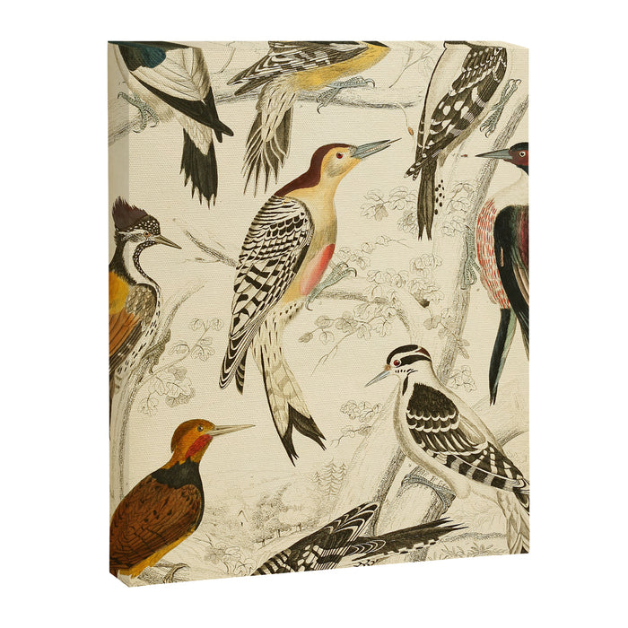 Woodpeckers from The Edinburgh Journal, 1835 (benefitting The Nature Conservancy) Canvas Print Gallery Image 1