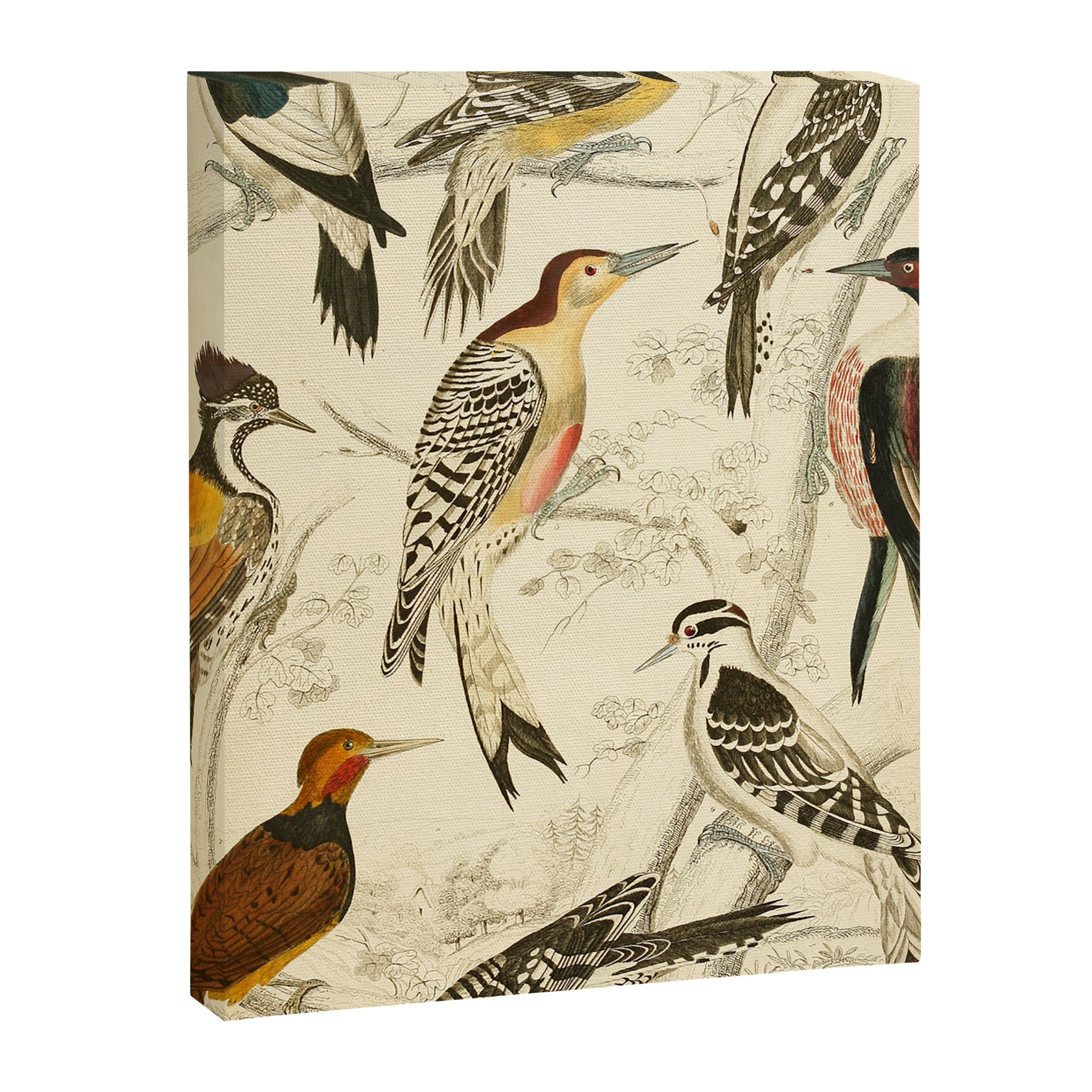 Woodpeckers from The Edinburgh Journal, 1835 (benefitting The Nature Conservancy) Canvas Print Gallery Image 6